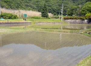 雄町・赤磐雄町・田植