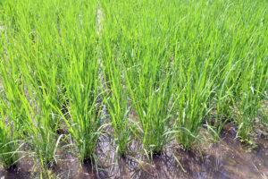 雄町米・赤磐雄町