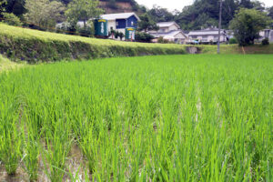雄町米・赤磐雄町