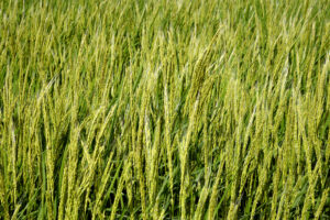 利守酒造自社田「The　雄町」