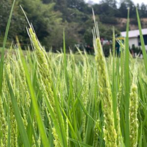 赤磐産「雄町米」を岡山名物「ばら寿司」で