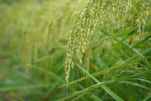 雄町・赤磐雄町・雄町スト・利守酒造