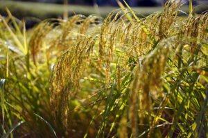 雄町・赤磐雄町