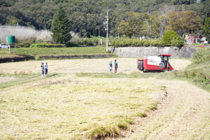 雄町・自社田・赤磐雄町