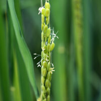 かつては「幻の米」と呼ばれた酒米「雄町・おまち」の花